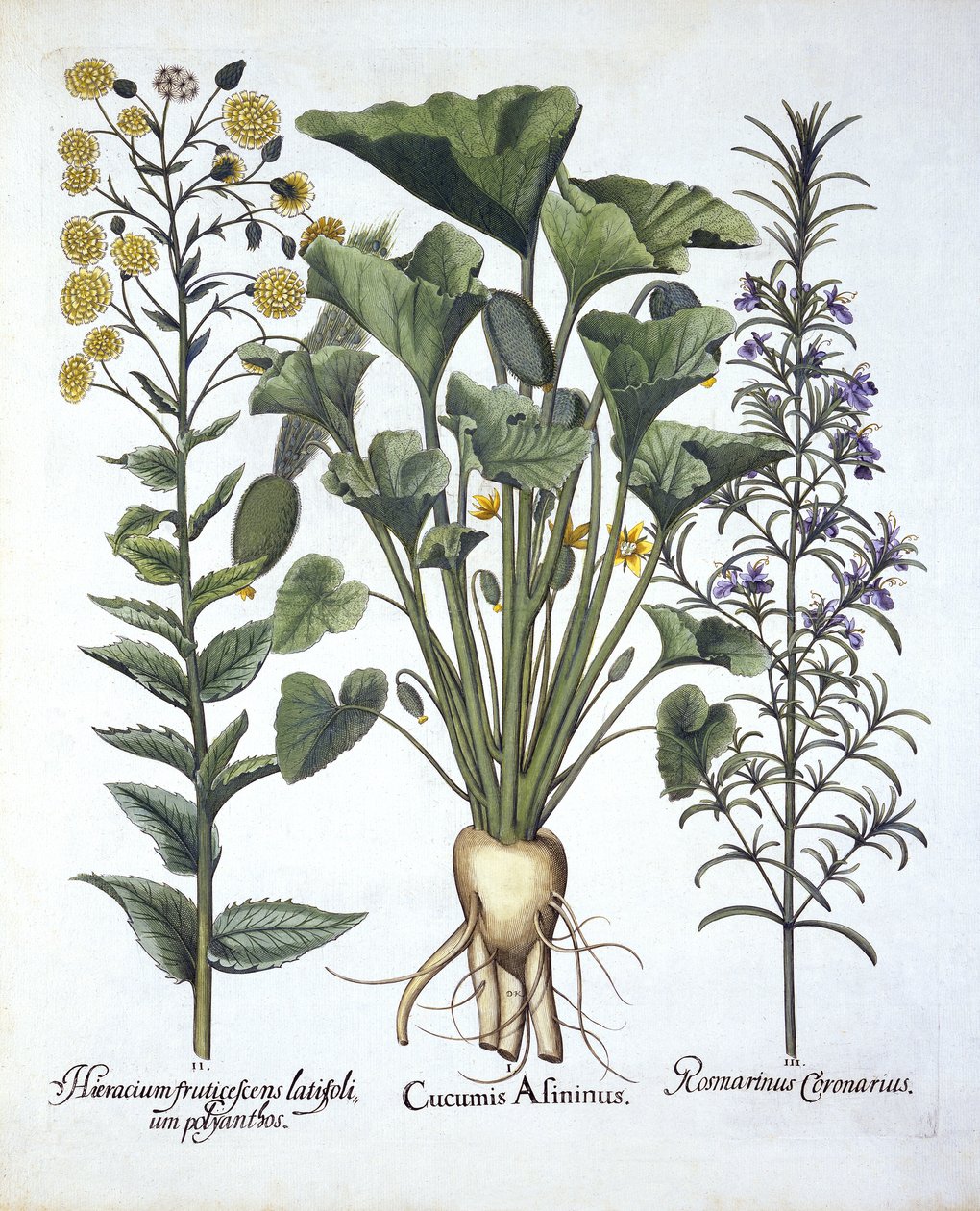 I Squirting gurka, ii Narrowleaf Hawkweed, iii Rosemary, från Hortus Eystettensis, av Basil Besler (1561-1629) pub. 1613 av German School