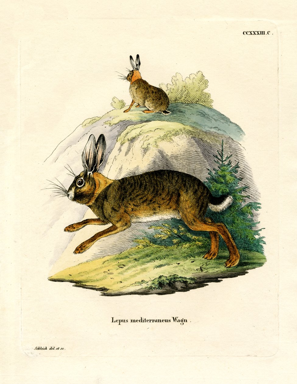 Iberisk hare (färgad gravyr) av German School