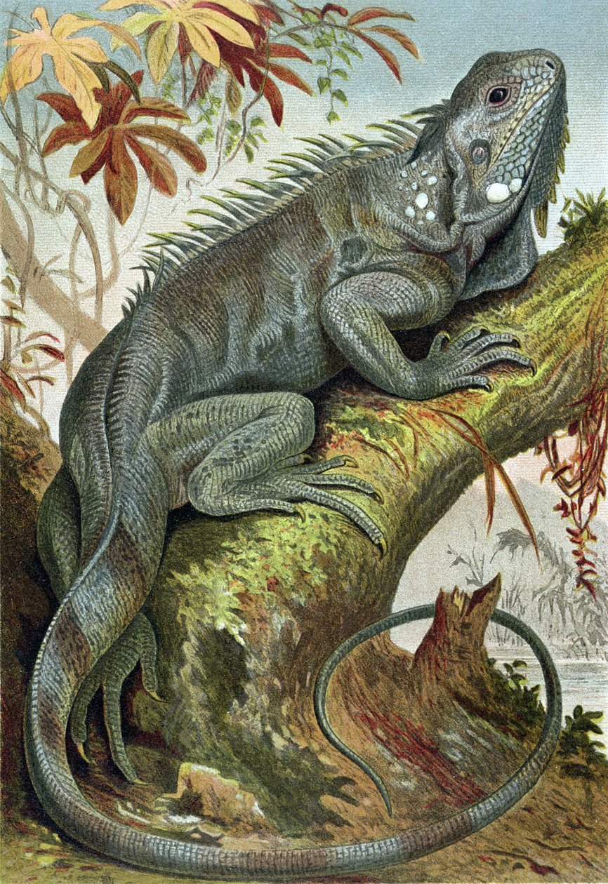 Iguana, tallrik från Brehms Tierleben> General Knowledge of the Animal Kingdom, vol.7, s.88, publicerad av Bibliographic Institute, 1892 av German School