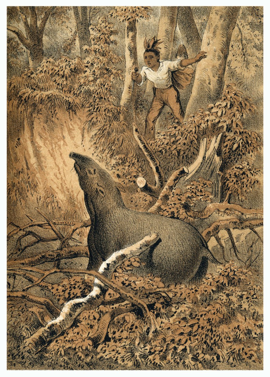 Illustration, indisk jakttapir i Amazonas skog. I "" De Bootslieden der Amazon-River", Karl Muller, Nederländerna av German School
