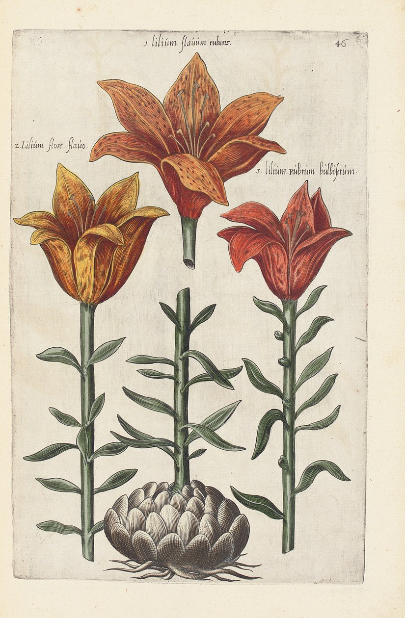 Illustration från "Florilegium ... behandling av olika blommor och andra indexväxter som livfullt avgränsade i två delar och fyra språk arrangerade av German School