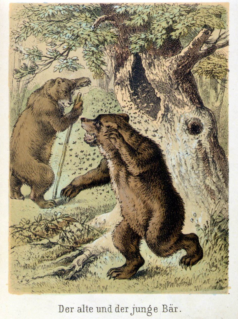 Illustration av Franz Hoffmanns berättelser "" Sagor och fabler - Den unga björnen och den gamla björnen"": en ung björn attackerad av bin. Kromolitografi av 1800-talet. av German School