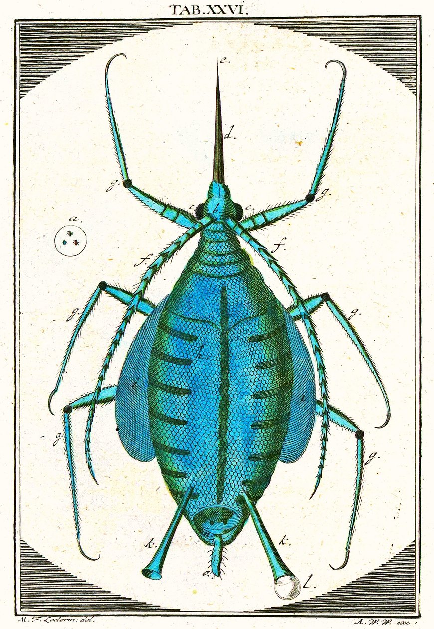 Illustration av en bladlöss, Musement Microscopique, 1764 (färggravyr) av German School
