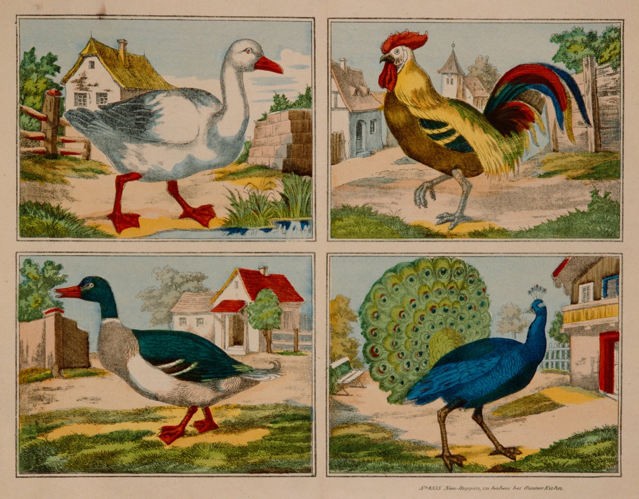 Illustration som visar en anka, gås, påfågel och tupp, Neuruppiner Bilderbogen av German School