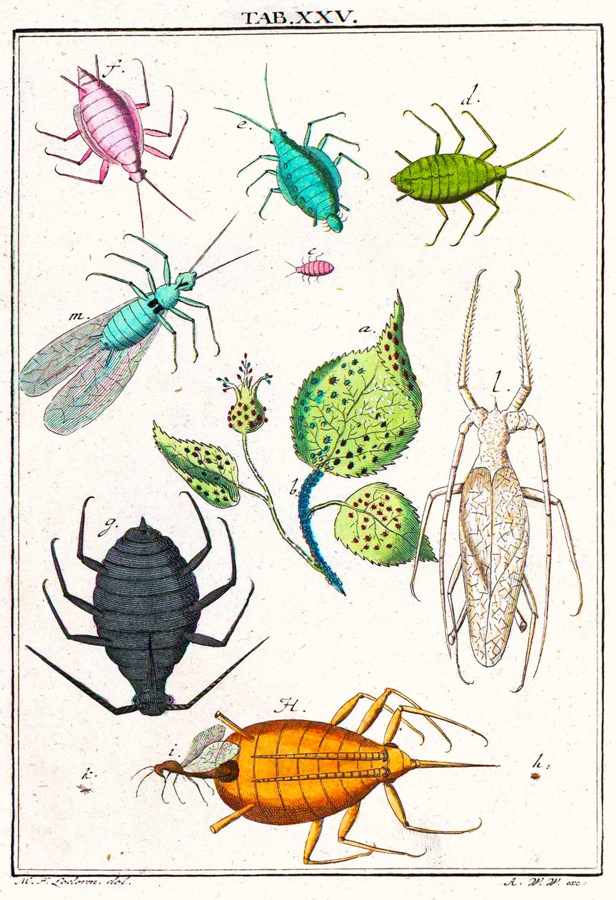 Illustration som visar olika skadedjur i trädgården, Musement Microscopique, 1764 (färggravyr) av German School