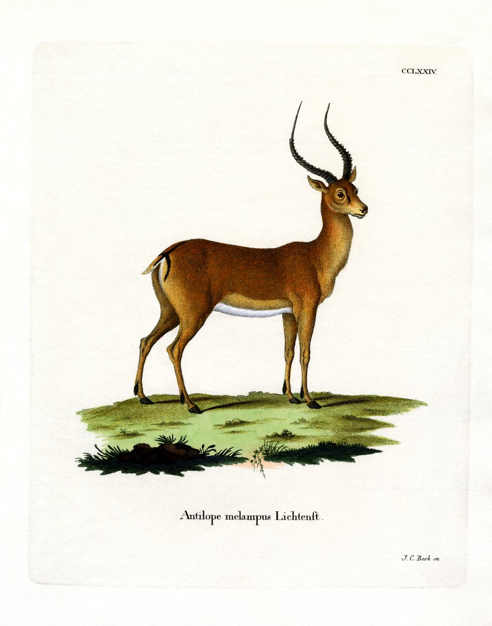 Impala (färgad gravyr) av German School