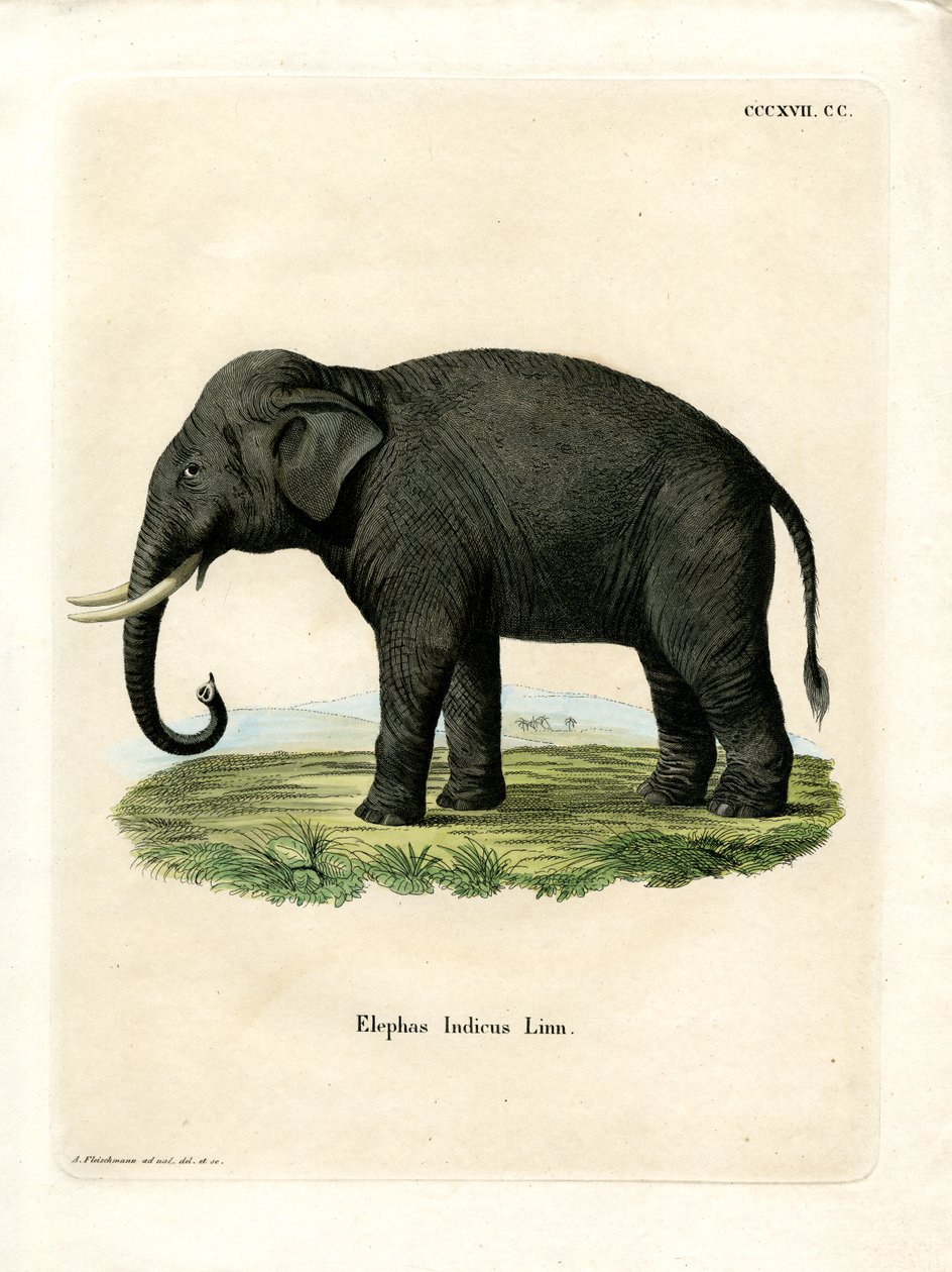Indisk elefant (färgad gravyr) av German School