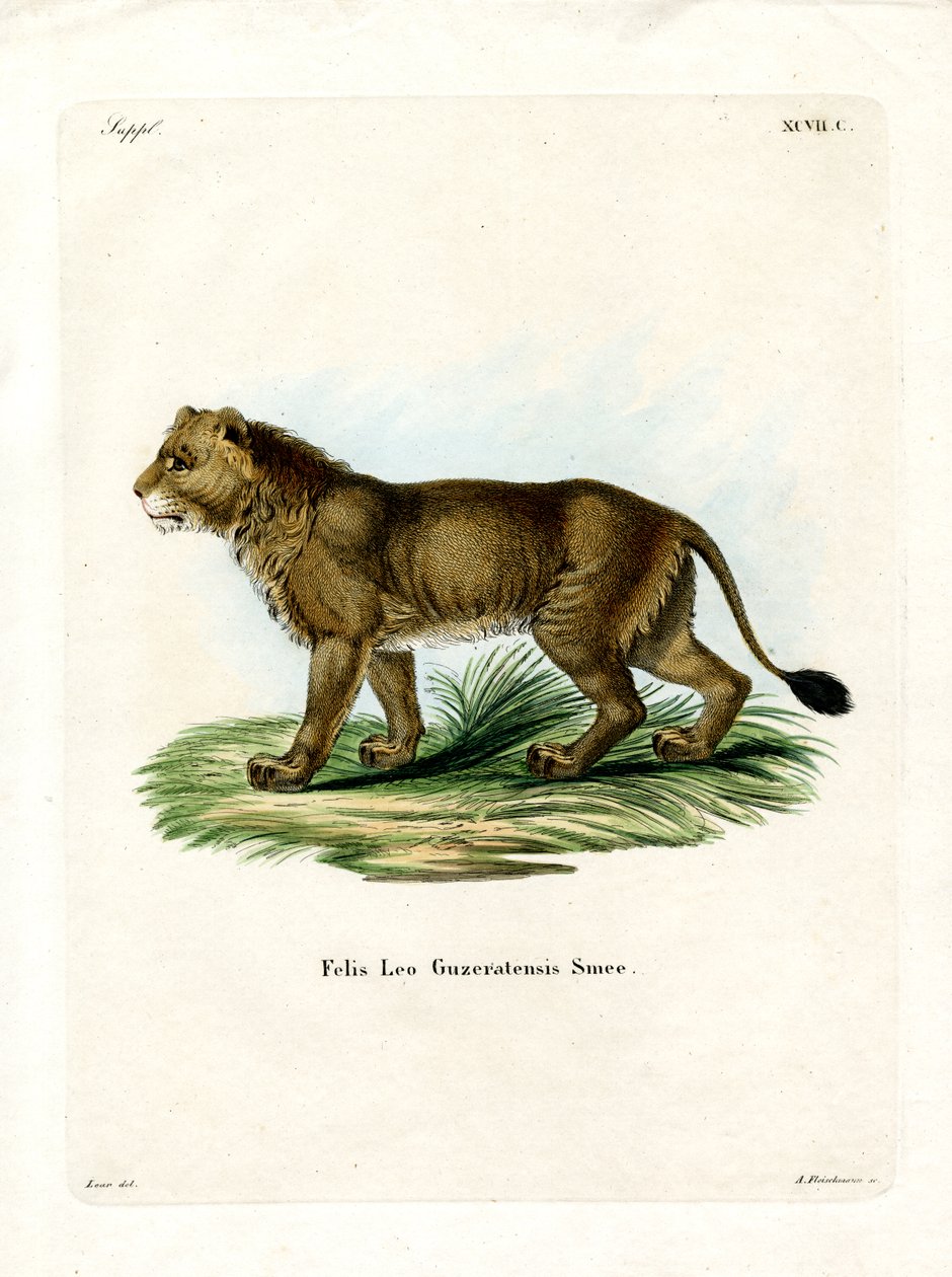 Indian Lion (färgad gravyr) av German School
