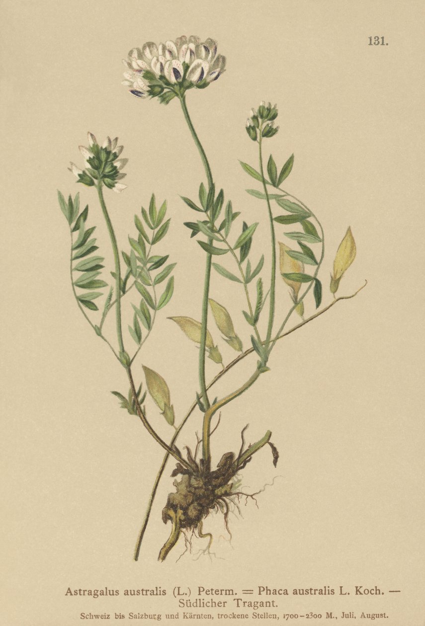 Indian Milkvetch (Astragalus australis, Astragalus aboriginum, Phaca australis) av German School