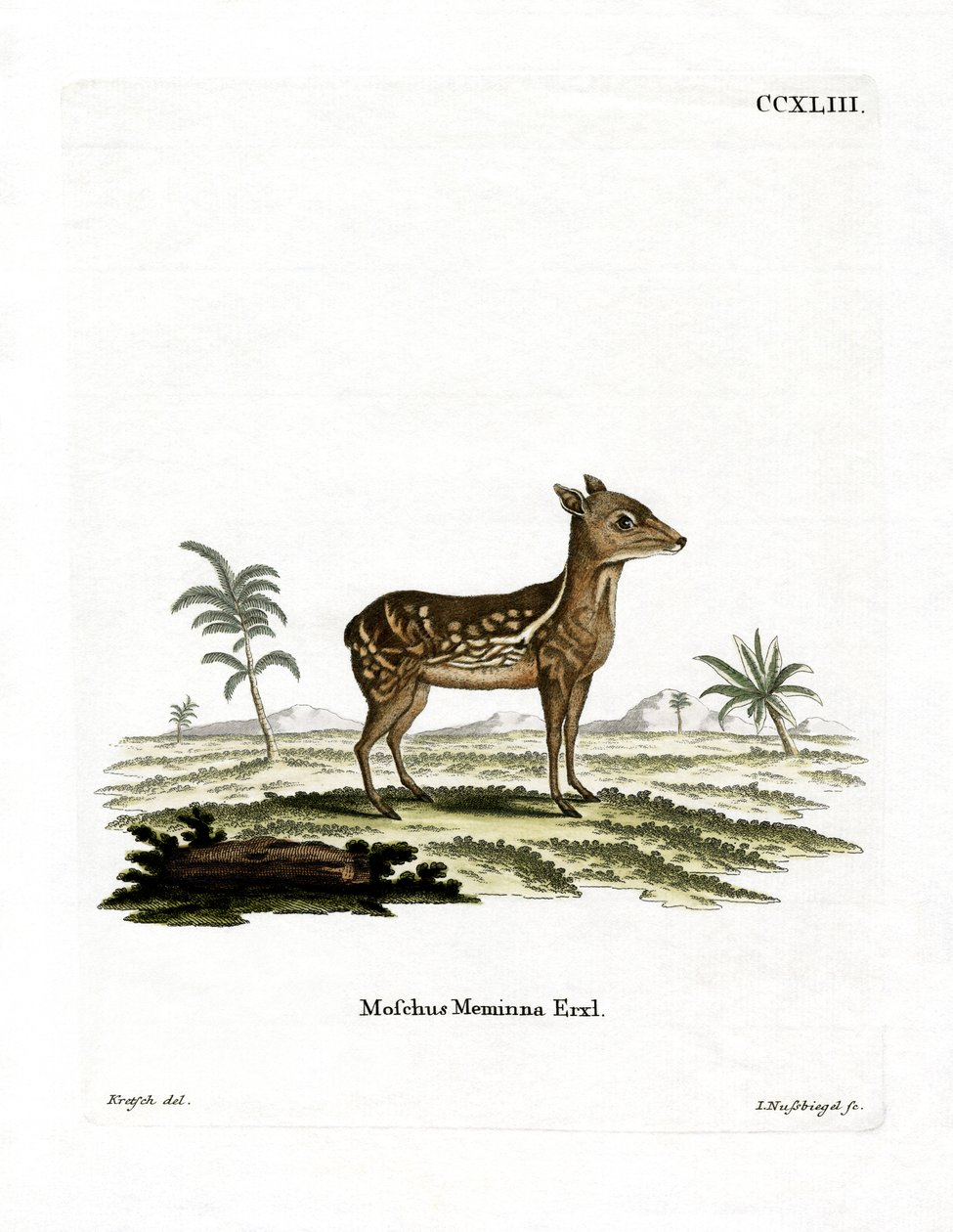 Indian Spotted Chevrotain (färgad gravyr) av German School