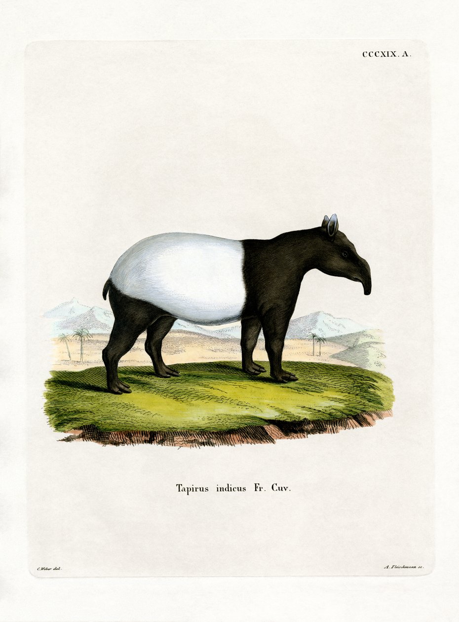 Indian Tapir (färgad gravyr) av German School