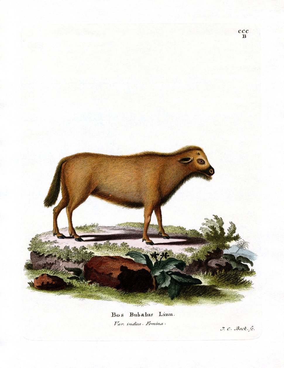 Indisk vattenbuffel (färgad gravyr) av German School