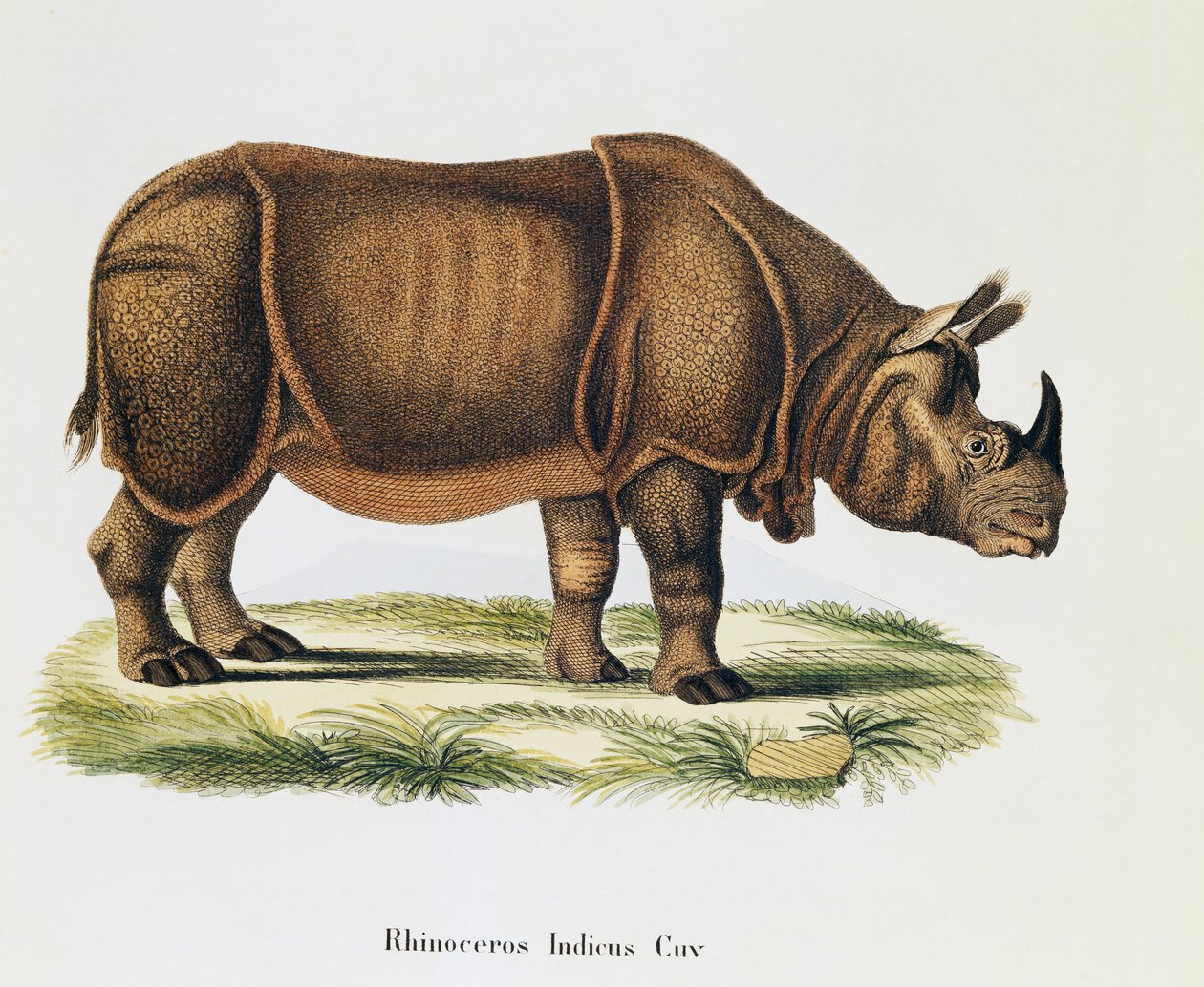Indiska noshörningar (Rhinoceros indicus), från däggdjur illustrerade från naturen med beskrivningar, av Johann Christian Daniel von Schreber (1739-1810), gravyr och teckning av A Fleischmann, volym 6-7, tabell 317-D-D, Tyskland av German School