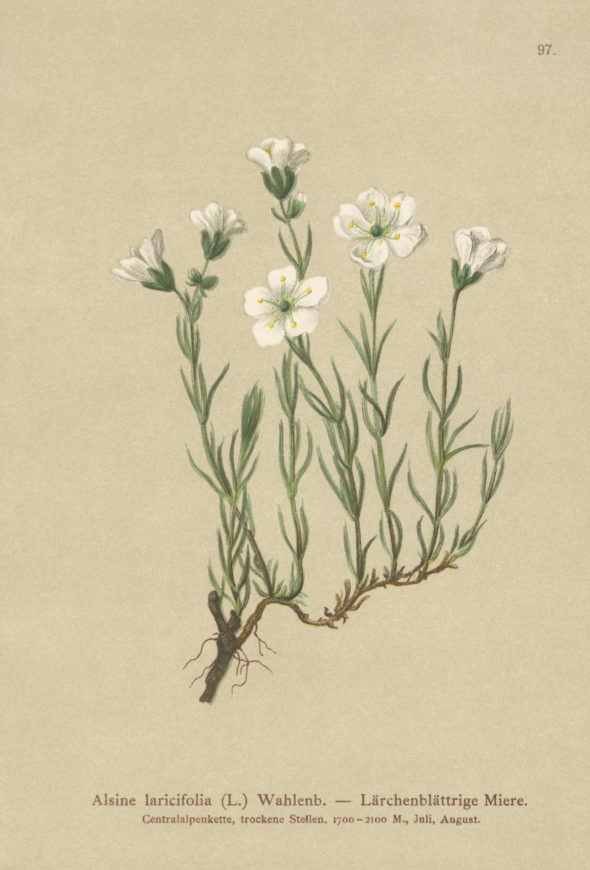Inre alpin sandört (Alsine laricifolia, Minuartia laricifolia, Arenaria laricifolia) av German School