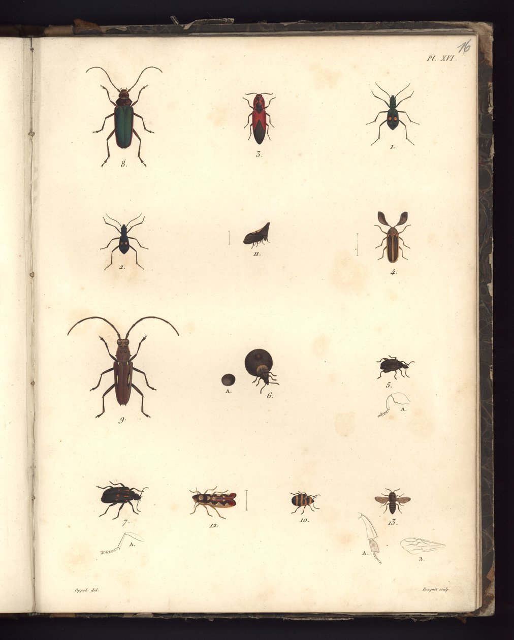 Insecta, Pl. XVI, illustration från Compendium of observation of zoology and comparative anatomy, gjord i Atlanten, i det inre av den nya kontinenten och i Sydhavet under 179-talet av German School