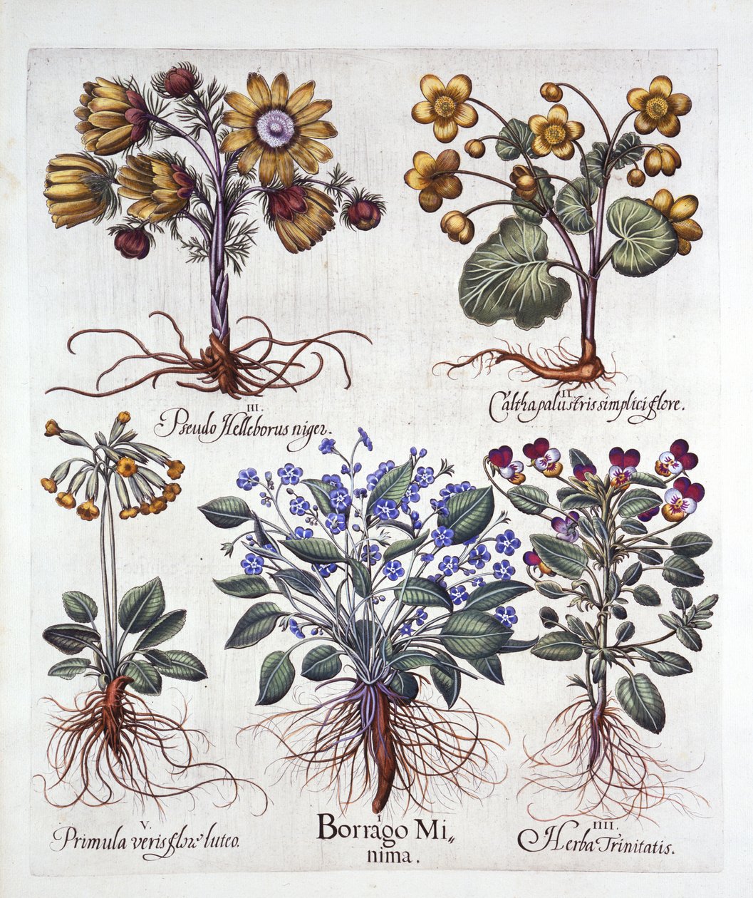 Ipheion Rolf Fiedler Spring Starflower, Marsh Marigold, Pseudo Helleborus, Viola Tricolor och Cowslip, från Hortus Eystettensis, av Basil Besler (1561-1629), pub. 1613 (handfärgad gravyr) av German School