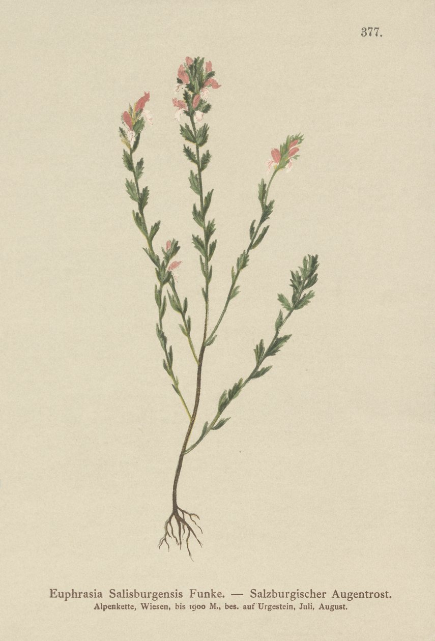 Irländsk ögontröst (Euphrasia Salisburgensis) av German School
