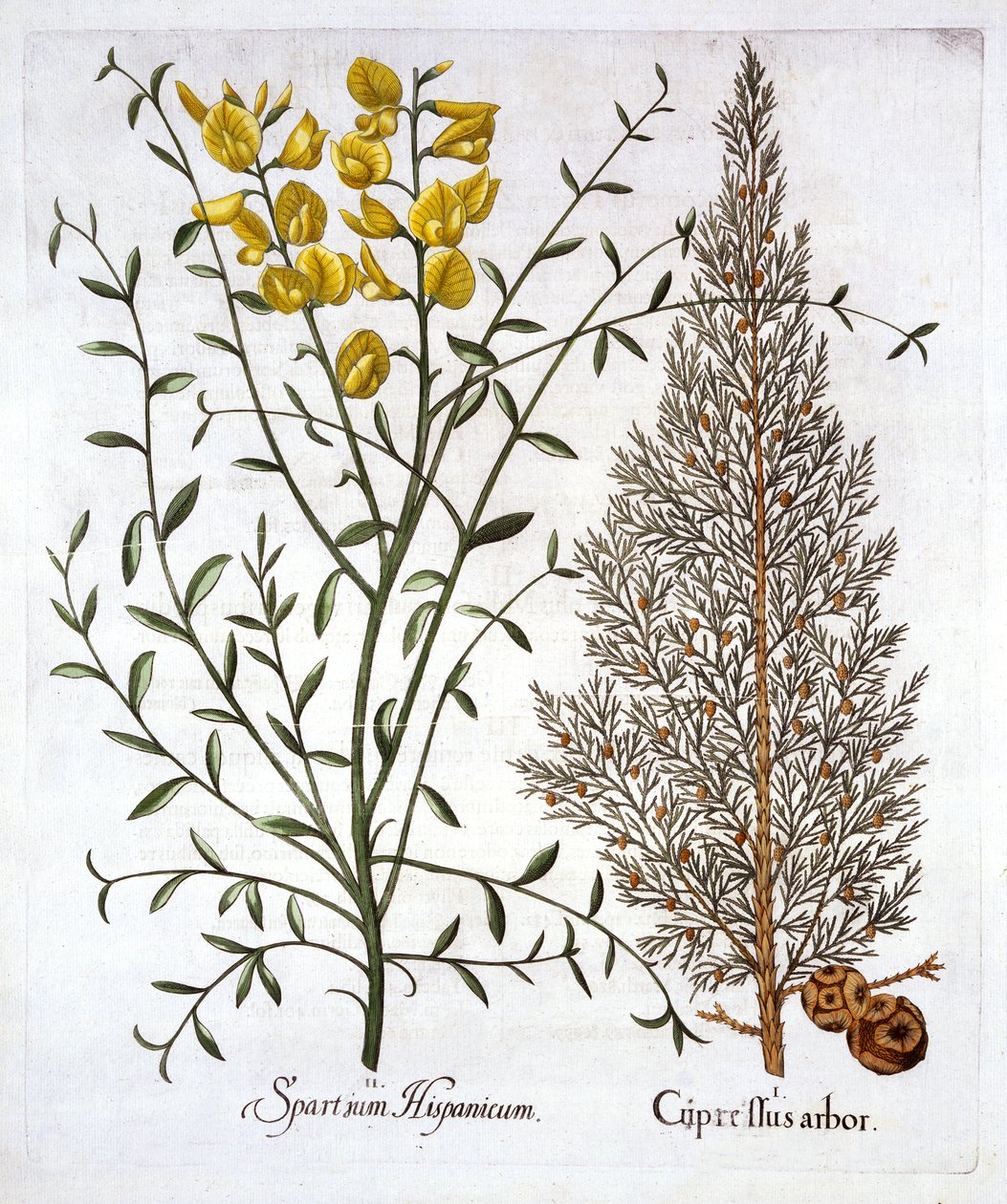 Italiensk cypress och spansk kvast, från Hortus Eystettensis, av Basil Besler (1561-1629), pub. 1613 (handfärgad gravyr) av German School