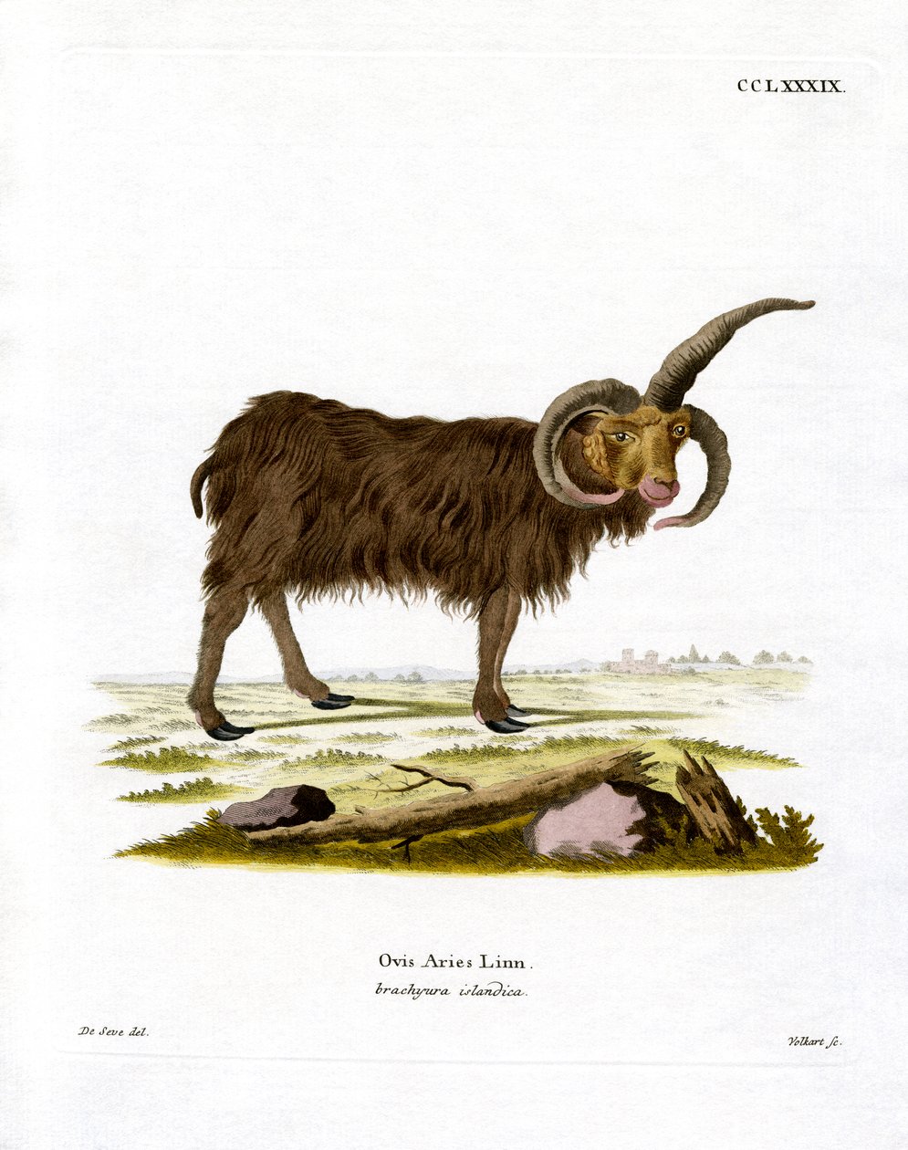 Jacob Sheep (färgad gravyr) av German School