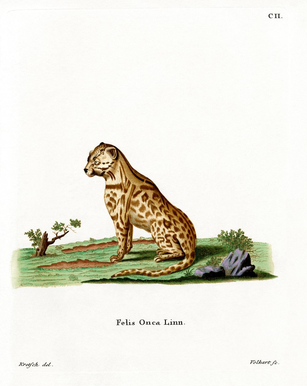 Jaguar (färgad gravyr) av German School