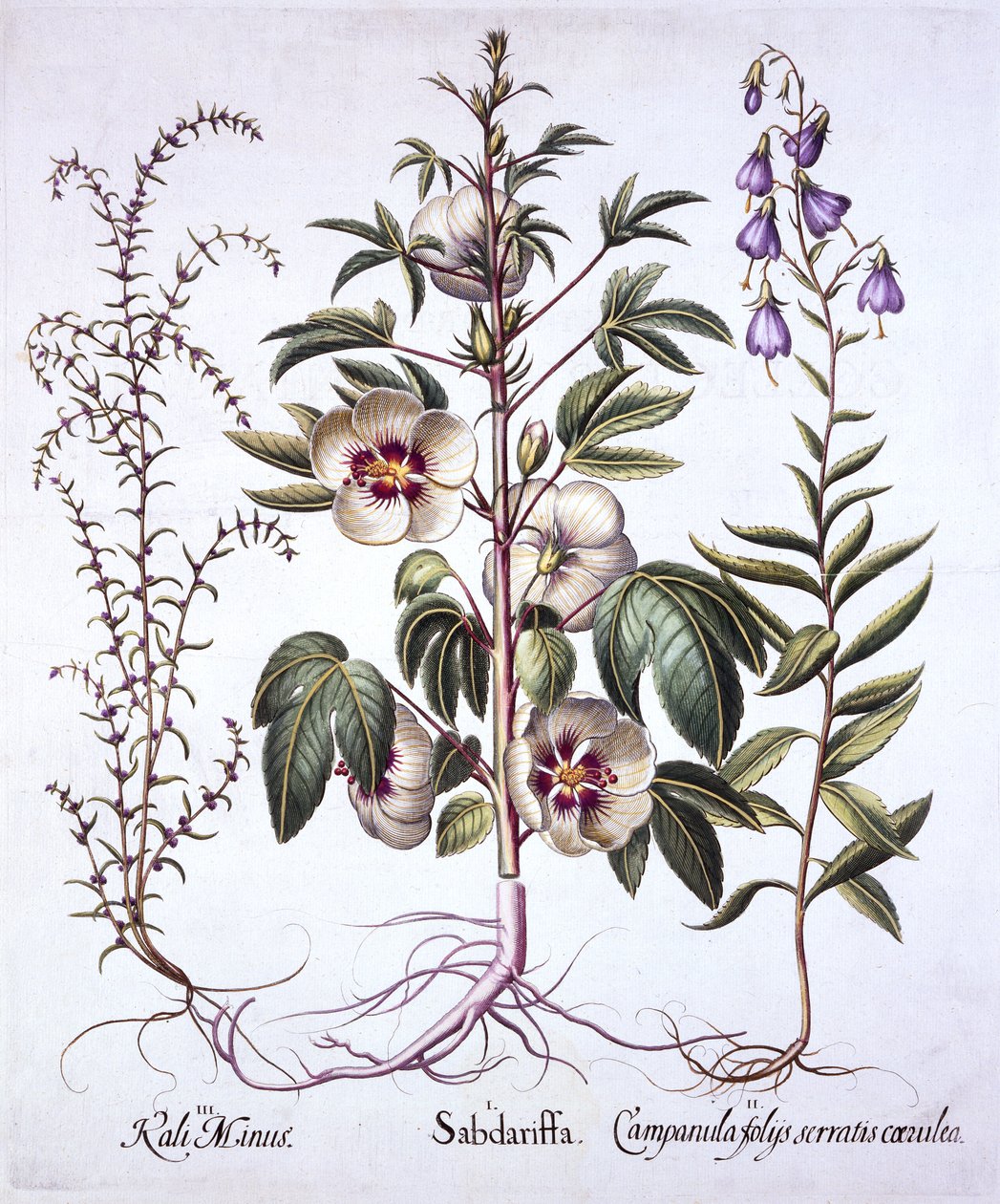 Jamaica Sorrel, Bellflower och Prickly Saltwort, från Hortus Eystettensis, av Basil Besler (1561-1629), pub. 1613 (handfärgad gravyr) av German School