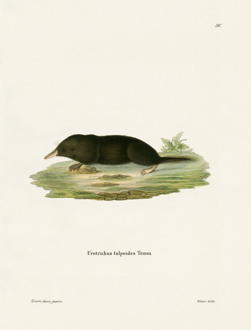 Japanese Shrew Mole (färgad gravyr) av German School