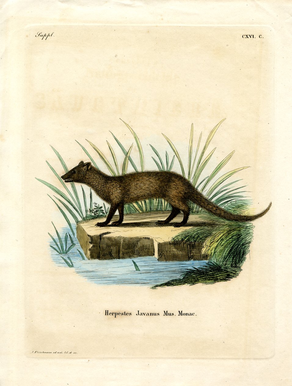 Javan Mongoose (färgad gravyr) av German School