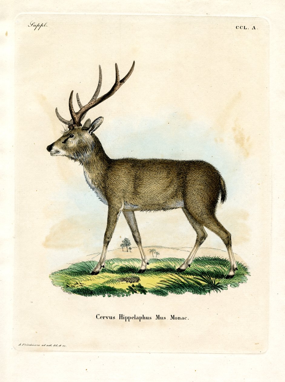 Javan Rusa (färgad gravyr) av German School