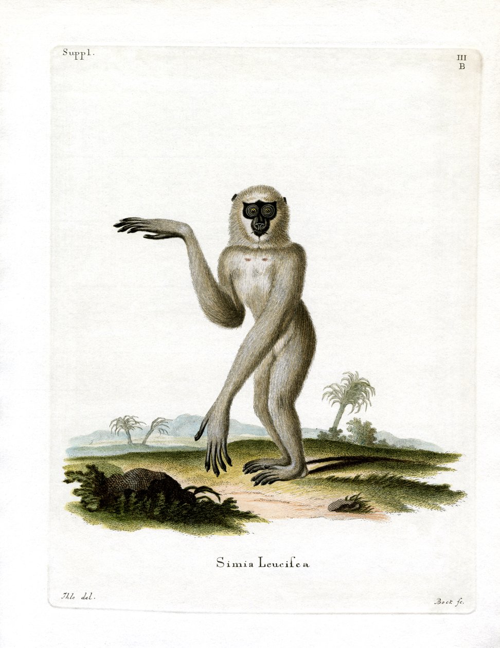 Javan Silvery Gibbon (färgad gravyr) av German School