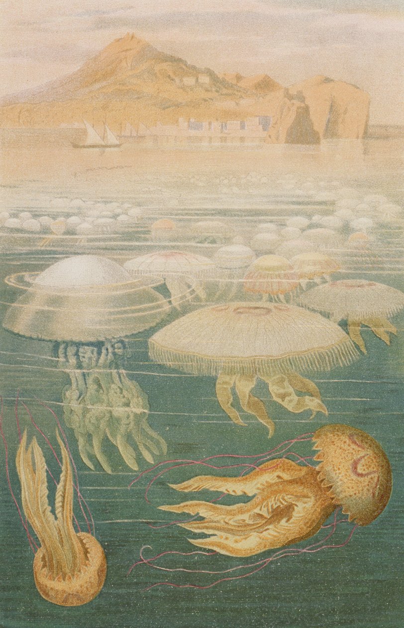 Maneter, tallrik från Brehms Animal Life: General Knowledge of the Animal Kingdom, vol.10, s.568, utgiven av Bibliographic Institute, 1893 av German School