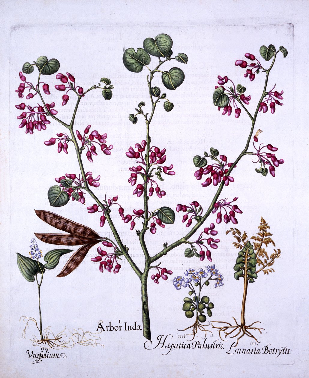 Judas Tree, May Lily, Moonwort, Liverwort, från Hortus Eystettensis, av Basil Besler (1561-1629), pub. 1613 (handfärgad gravyr) av German School
