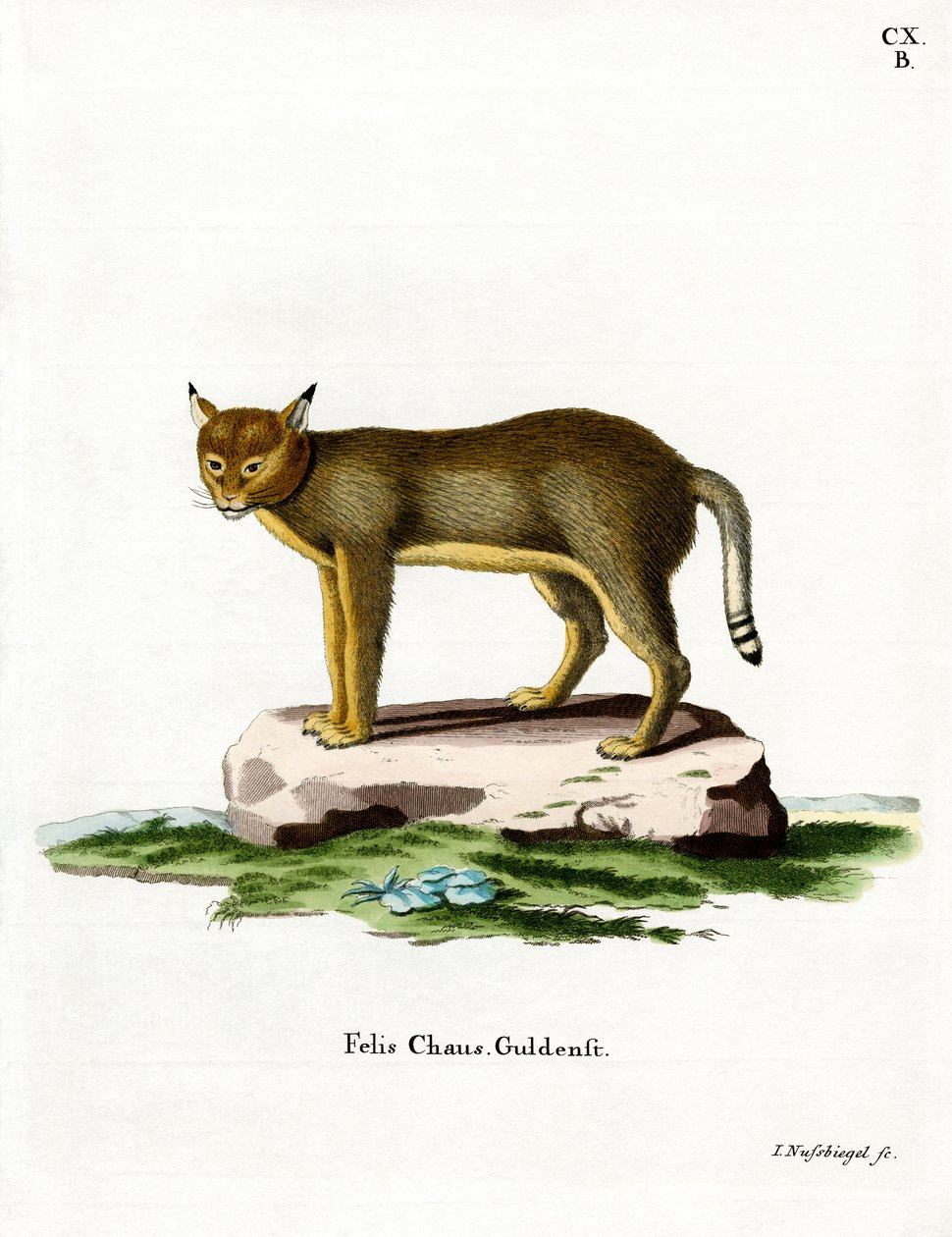Jungle Cat (färgad gravyr) av German School