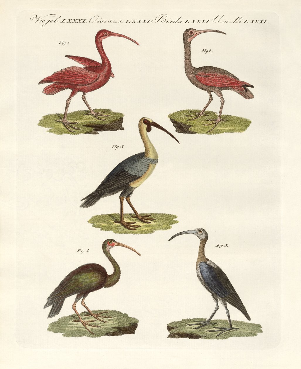 Typer av ibis (färgad gravyr) av German School