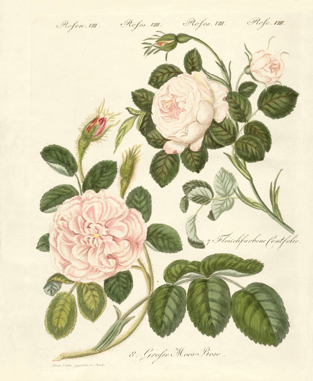 Typer av rosor (färgad gravyr) av German School