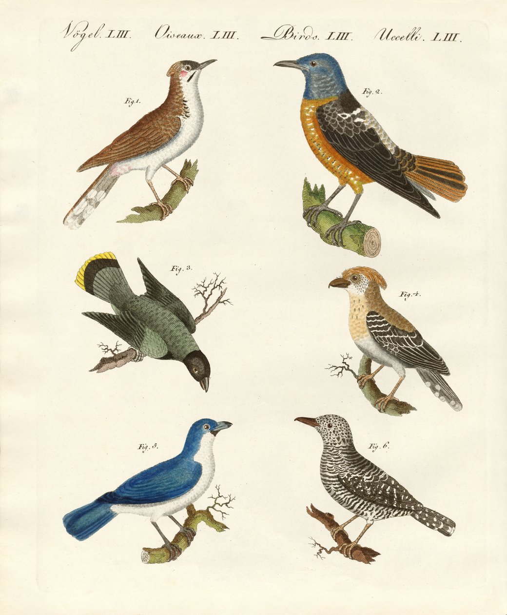 Typer av shrikes - eller rödryggade shrikes av German School