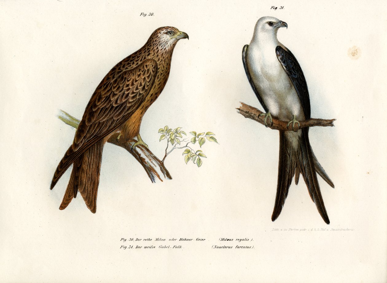 Drake, 1864 av German School