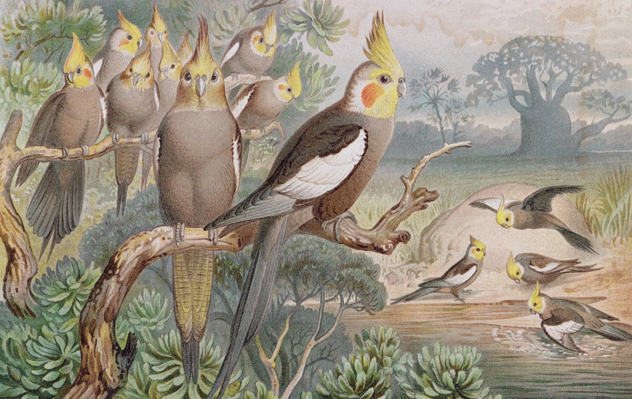Kockatiel, tallrik från Brehms Tierleben: Allgemeine Kunde des Tierreichs, vol.5, s.60, utgiven av Bibliographisches Institut, 1892 av German School