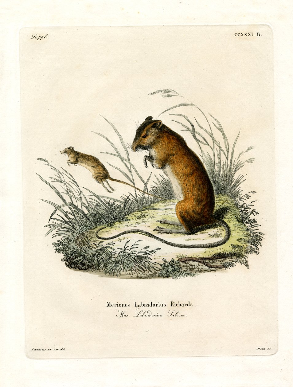 Labrador Jumping Mouse (färgad gravyr) av German School