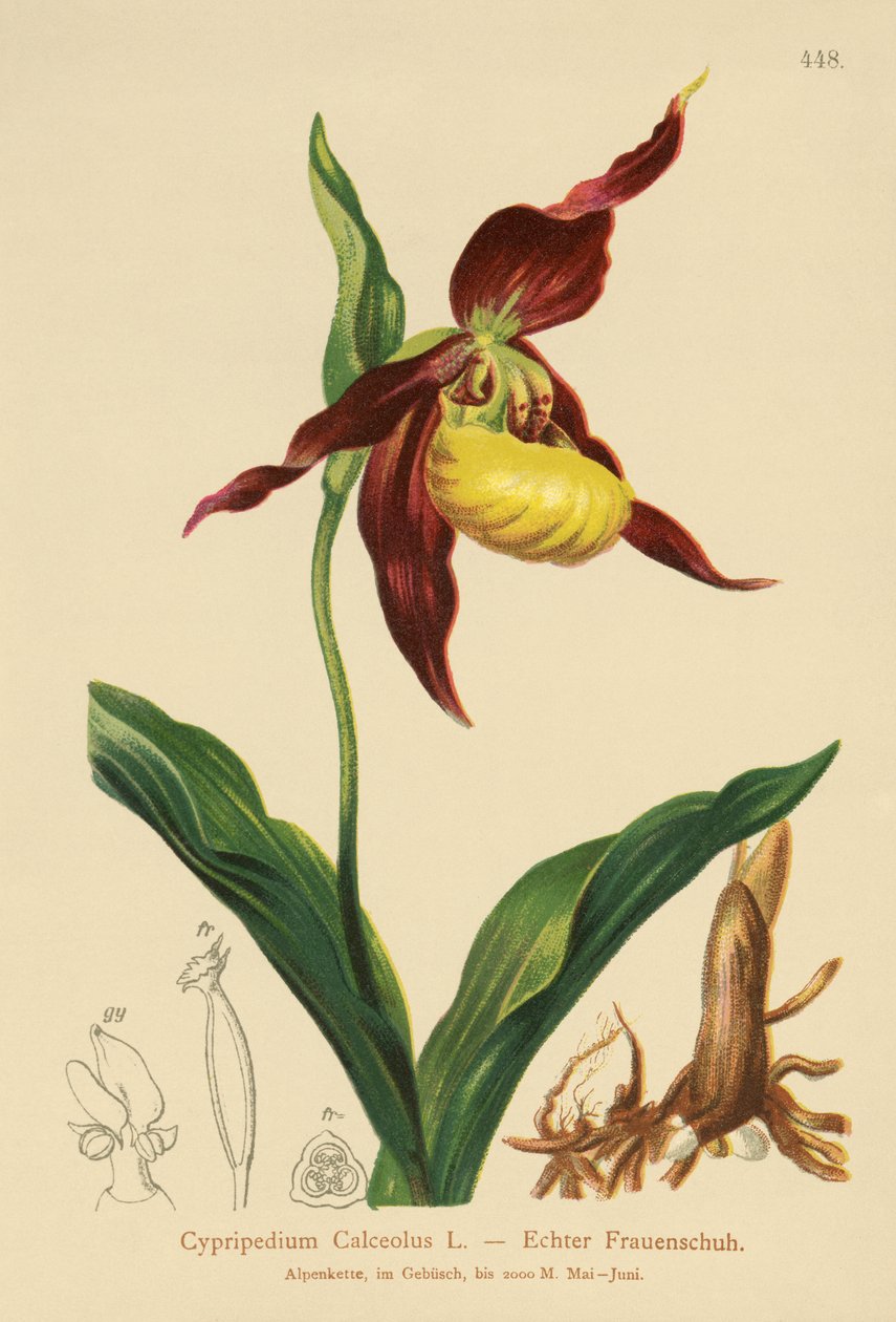 Ladys Slipper (Cypripedium Calceolus) av German School