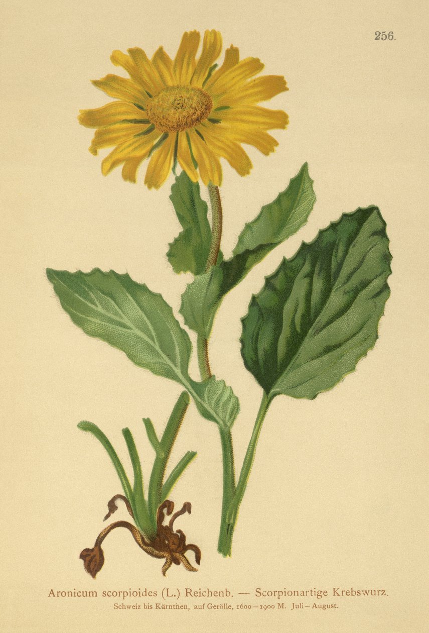 Storblommiga leopardbanor (Aronicum scorpioides, Doronicum grandiflorum) av German School