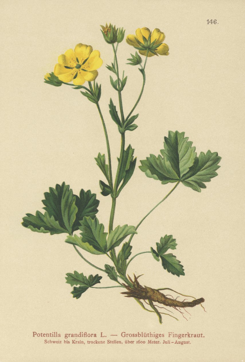 Storblommig Potentilla (Potentilla grandiflora) av German School