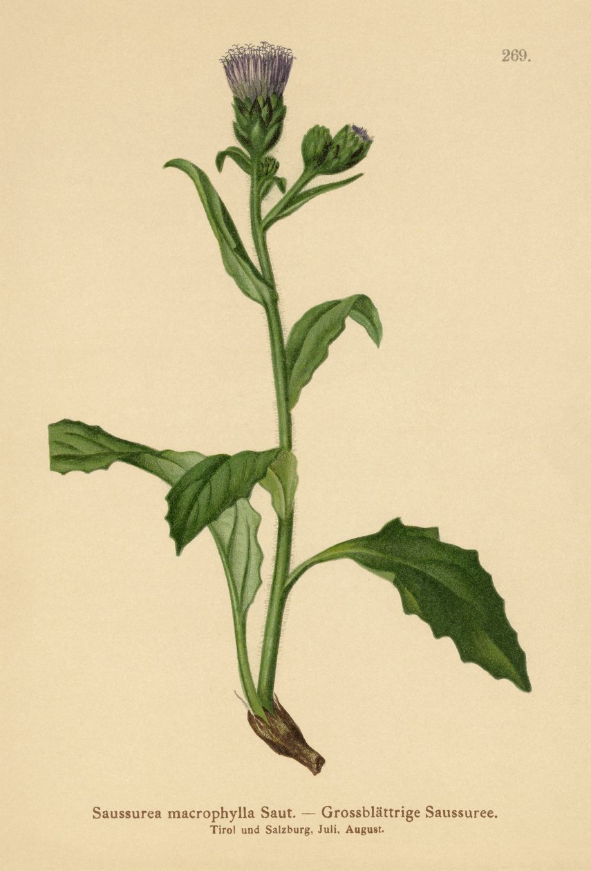 Storbladig sörja (Saussurea macrophylla, Saussurea alpina ssp. macrophylla) av German School
