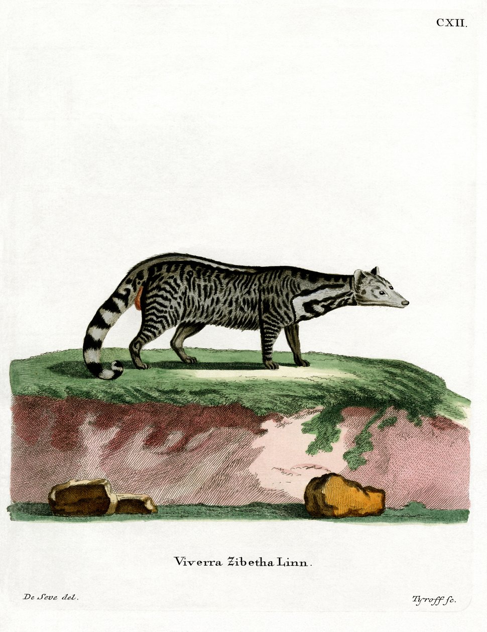 Stor indisk civet (färgad gravyr) av German School
