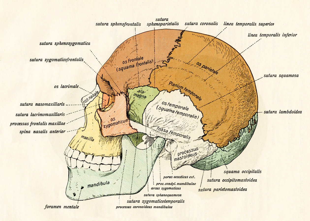 Lateral diagram av benen i den mänskliga skallen av German School