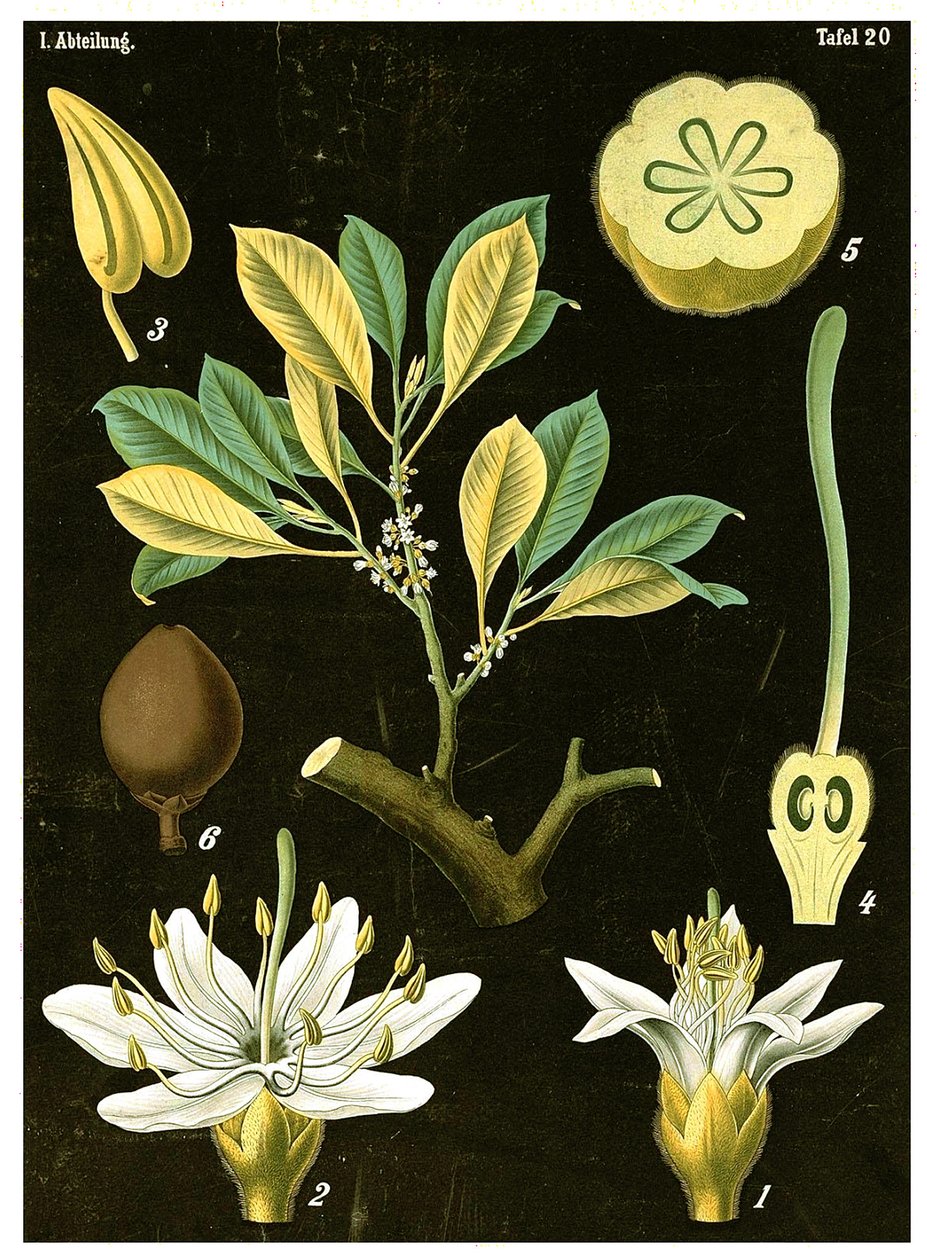 Latex (Palaquium gutta) c.1890 (kromolitografi) av German School