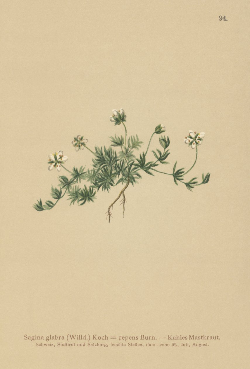 Lawn Pearlwort (Sagina glabra, Sagina repens) av German School