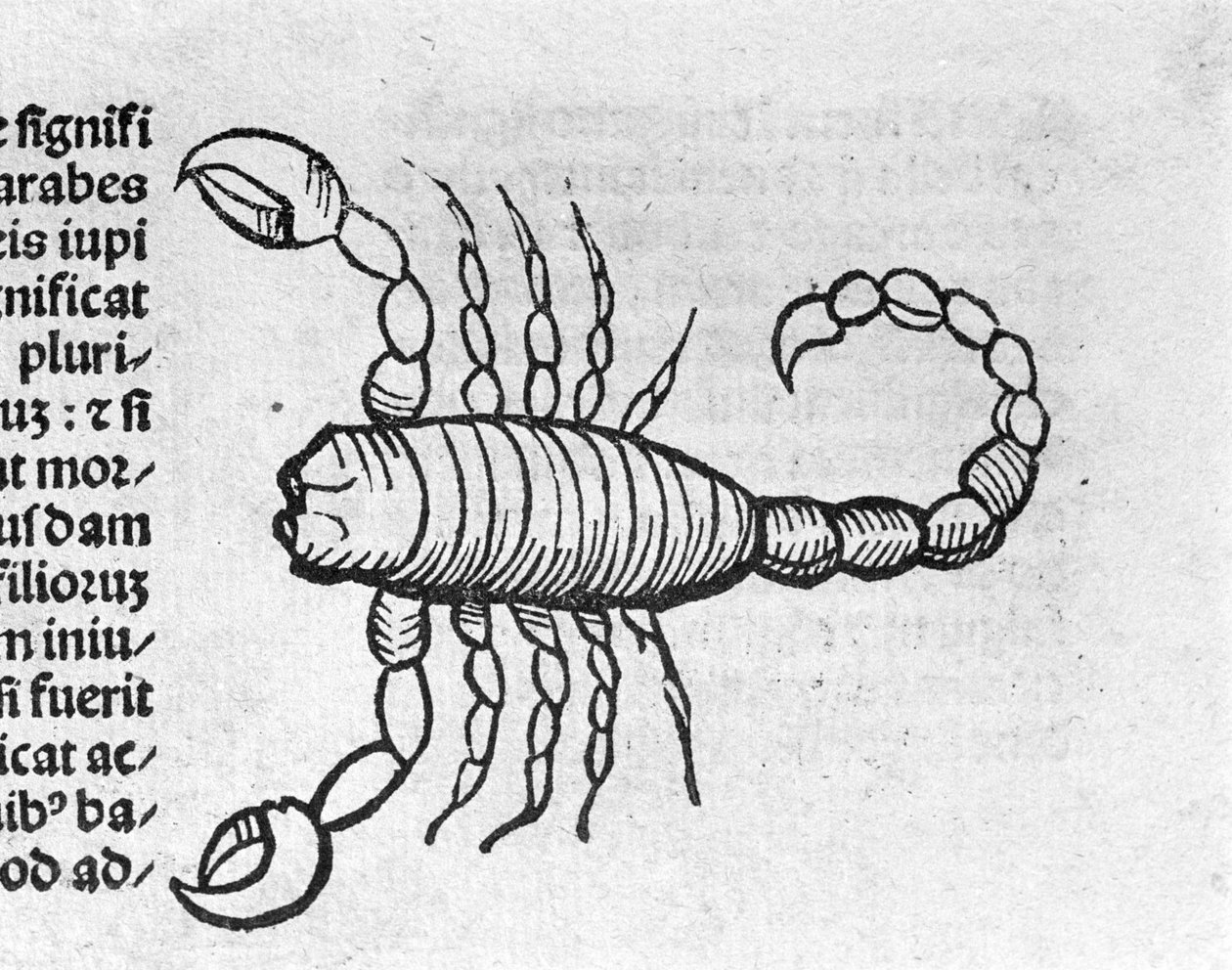Le Scorpio - i avhandlingen av Johannes Angelo om årens stora förbindelser och deras revolutioner. Augsburg, Erhard Ratdolt av German School