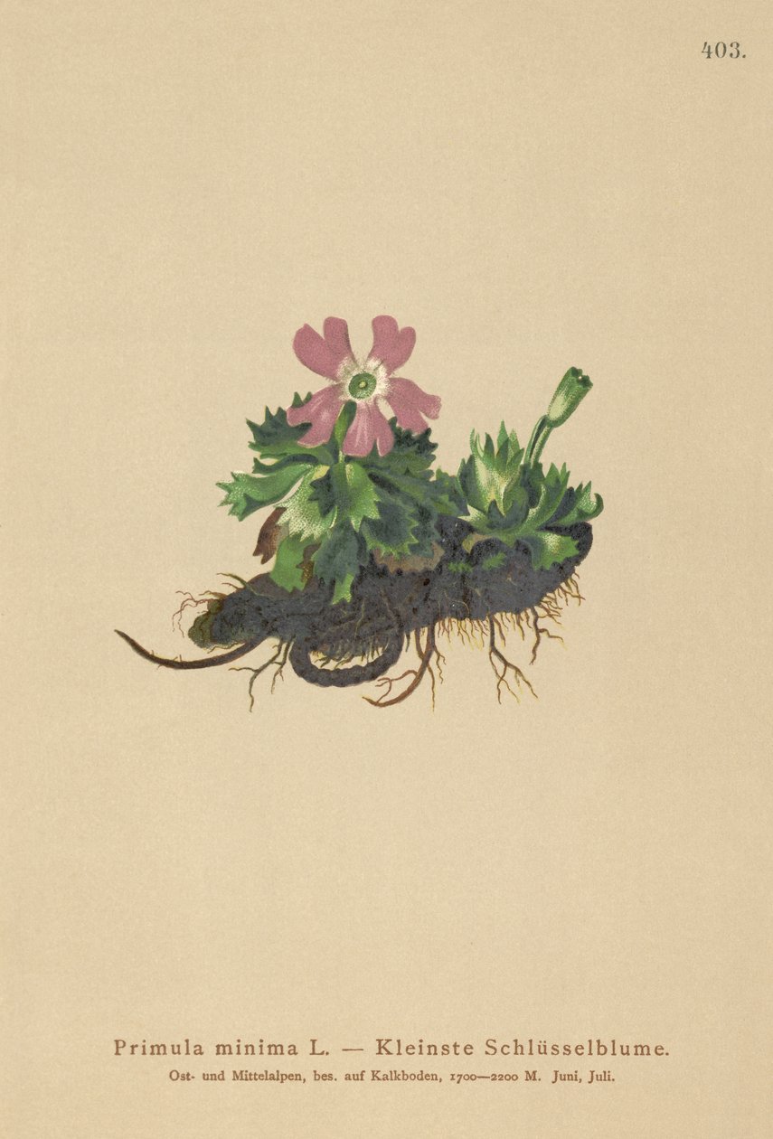 Minst Primrose (Primula minima, Auriculastrum primula, Primula veris) av German School