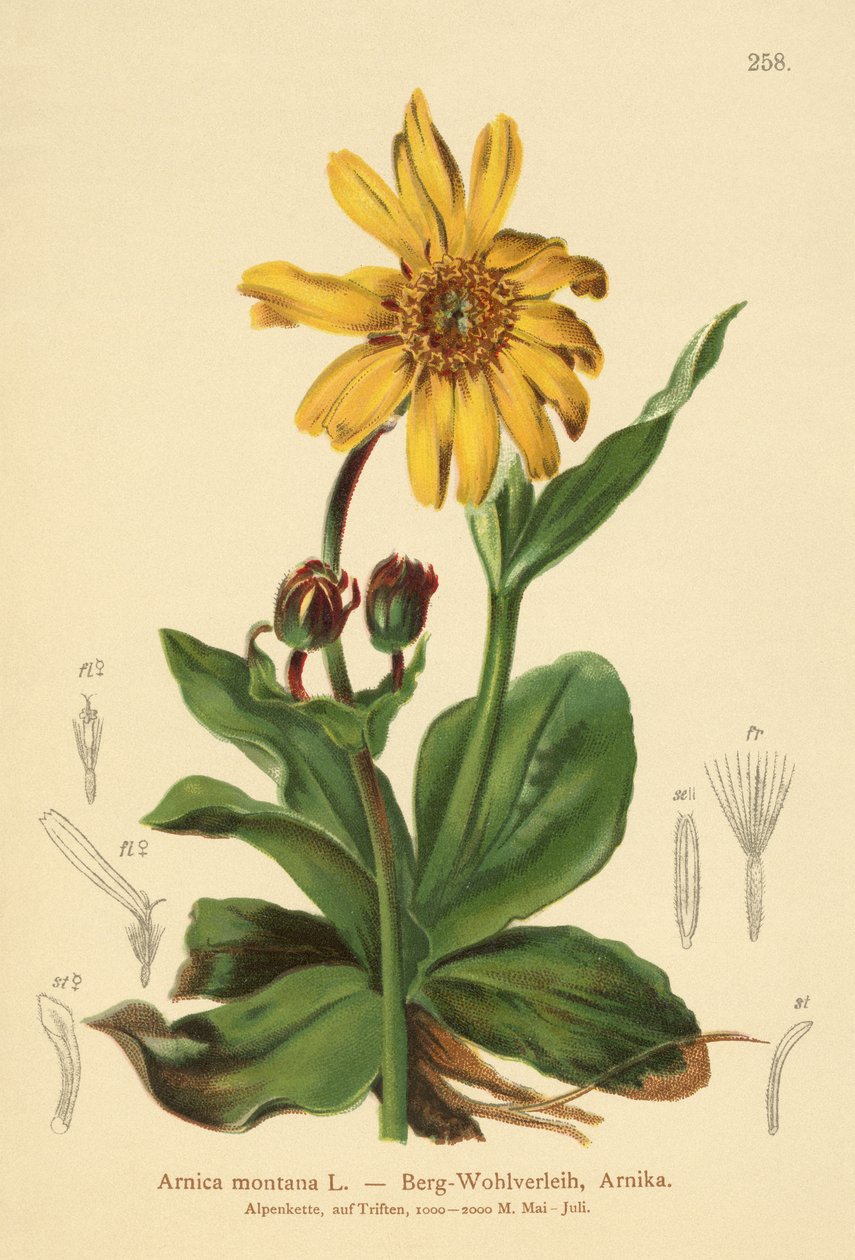 Leopard-bane (Arnica montana) av German School