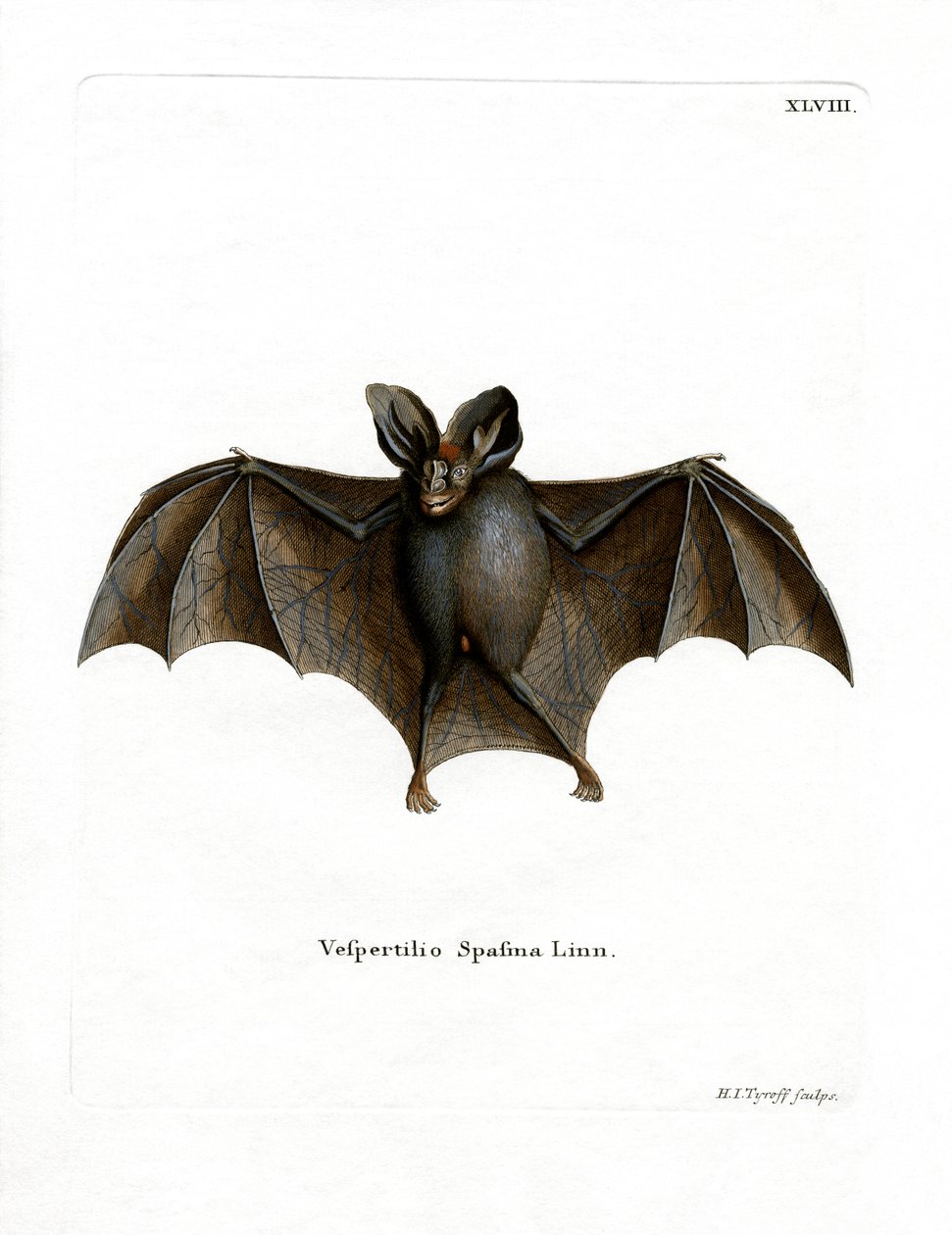 Lesser False Vampire Bat (färgad gravyr) av German School